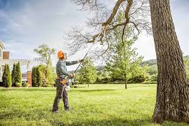 Trusted River Falls, WI Tree Care Experts