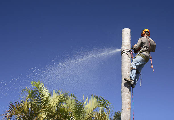 How Our Tree Care Process Works  in  River Falls, WI