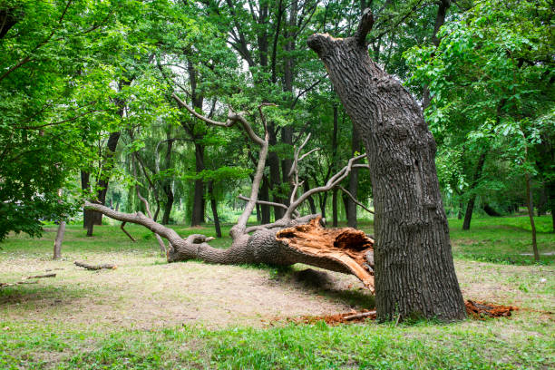 Best Tree Mulching  in River Falls, WI