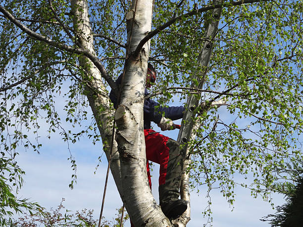 Leaf Removal in River Falls, WI